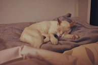 A cream-colored cat is peacefully sleeping on a soft, gray blanket. The setting is cozy, with a warm lighting that enhances the comfort of the scene.