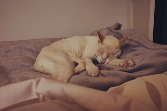 A cream-colored cat is peacefully sleeping on a soft, gray blanket. The setting is cozy, with a warm lighting that enhances the comfort of the scene.