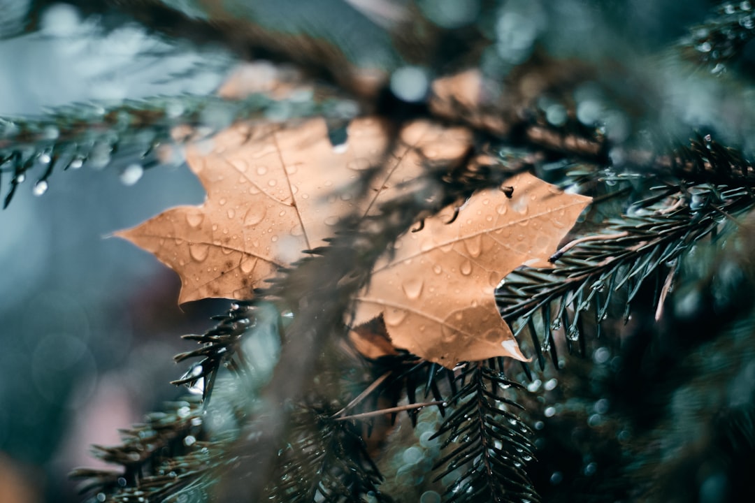 shallow focus photo of brown maple leaf