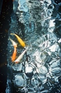 A pond with koi fish swimming near the surface, creating ripples and reflections in the water. The scene includes vibrant orange and white colors contrasted against dark, reflective water.