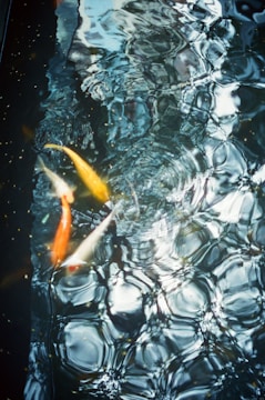 A pond with koi fish swimming near the surface, creating ripples and reflections in the water. The scene includes vibrant orange and white colors contrasted against dark, reflective water.