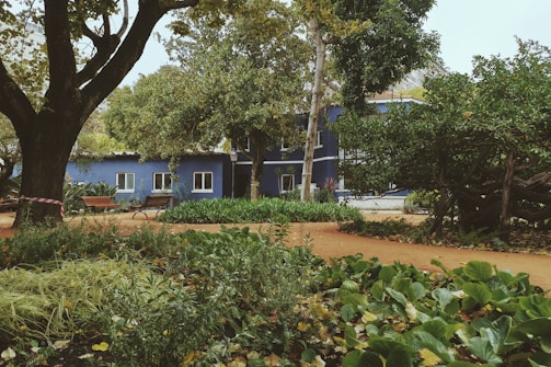 A lush garden with diverse green vegetation surrounds a path made of reddish-orange dirt. There are several large trees with dense foliage, providing shade. In the background, a dark blue building with white-framed windows can be seen, along with some benches under the trees.