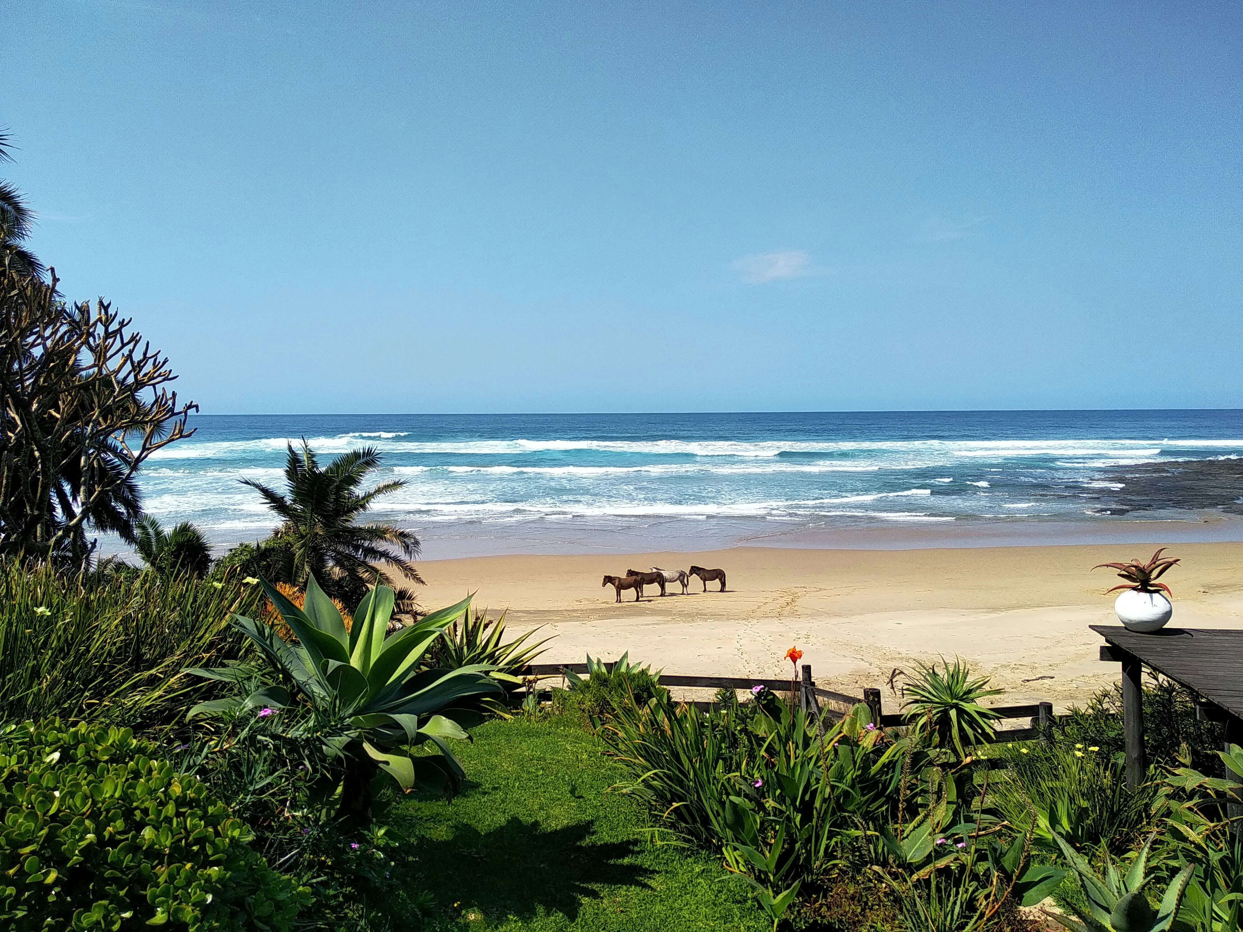 group of horse on white sand beside beach, Horses idling on the beach. Only on the Wild Coast!