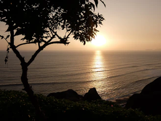 silhouette photography of trees and sea