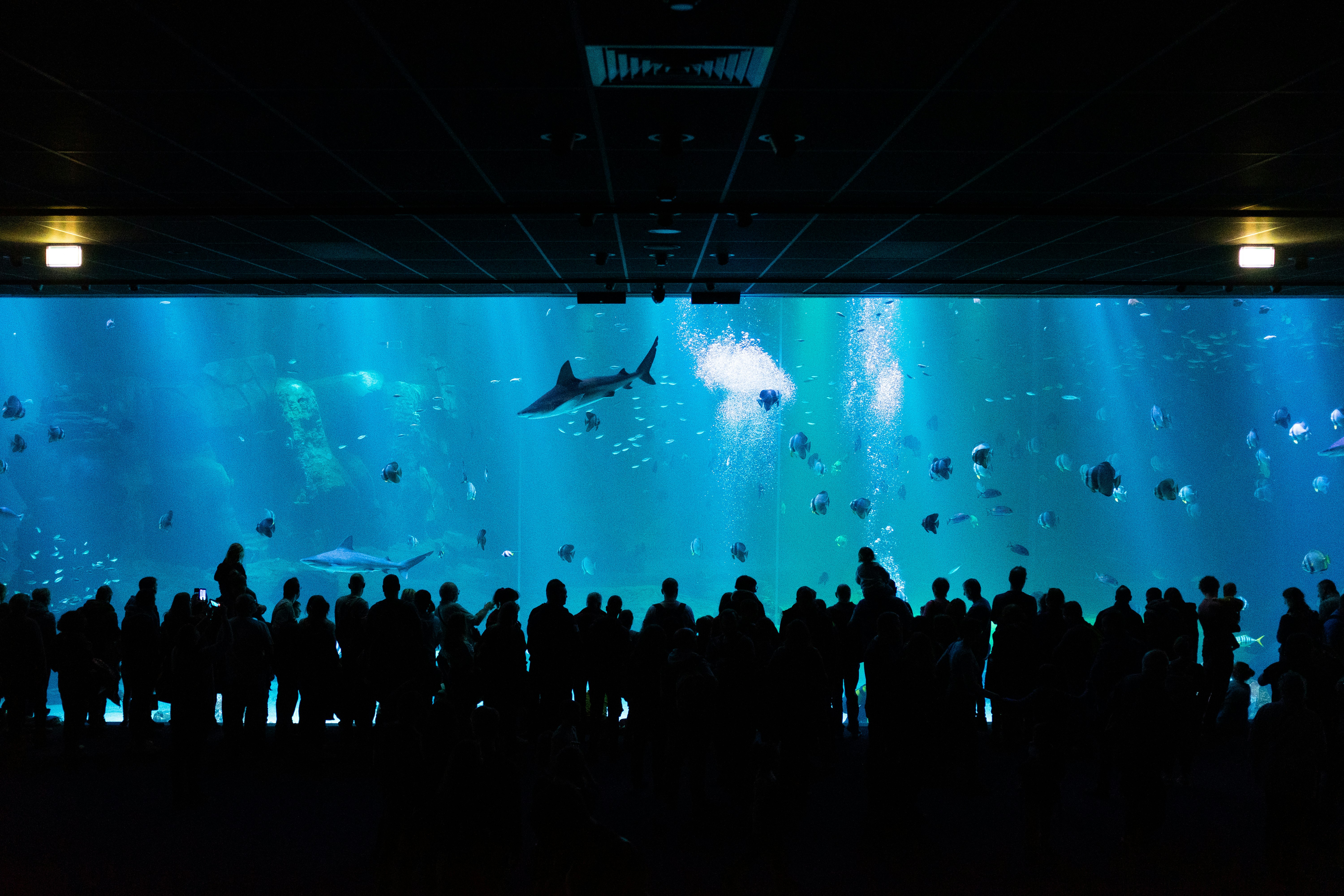 silhouette photography of people watching underground aquarium