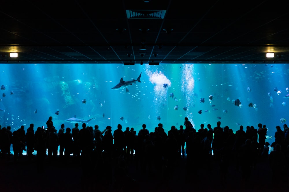 silhouette photography of people watching underground aquarium