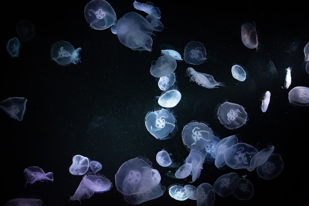 jelly fish wallpaper