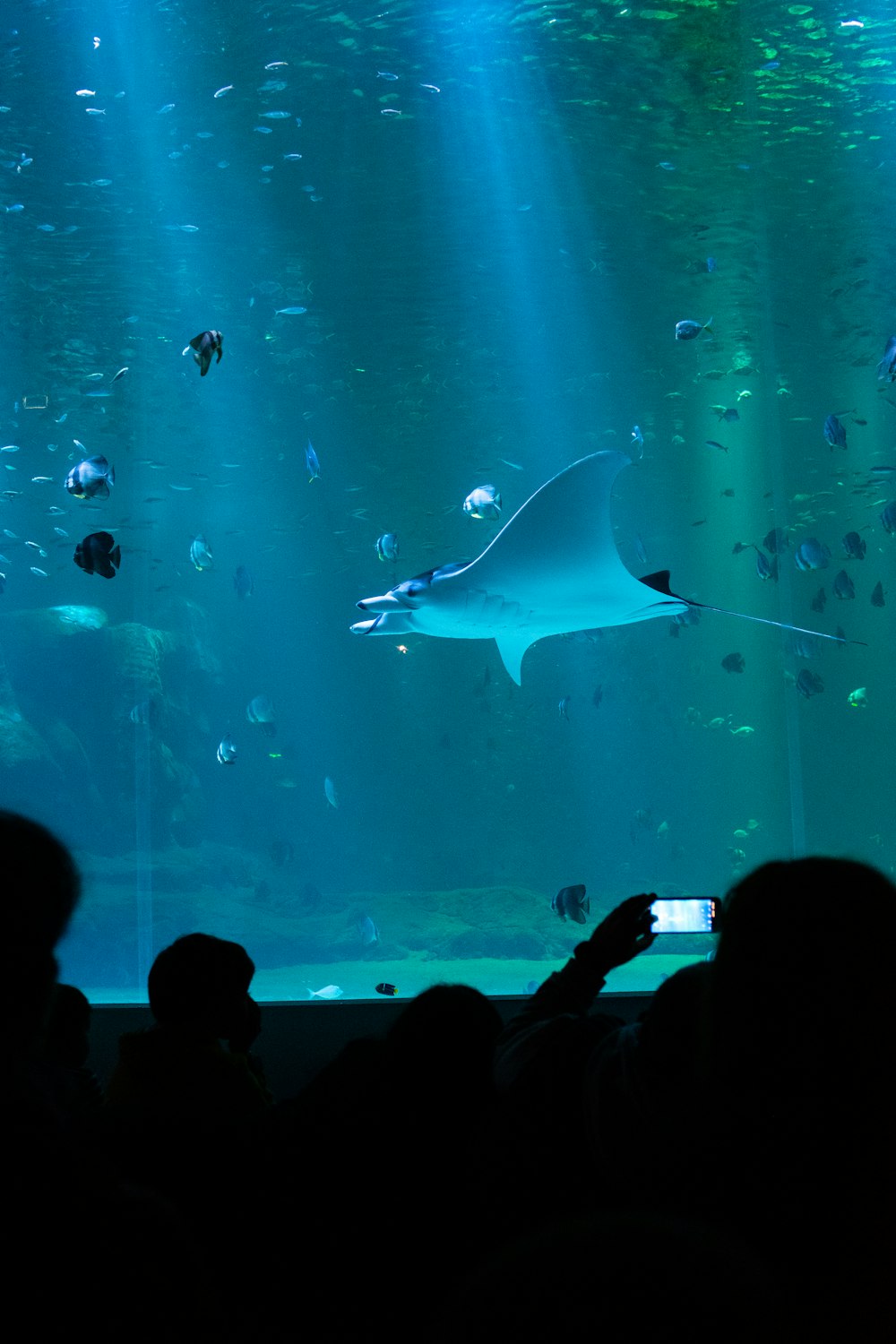 blue manta ray swimming inside a large aquarium