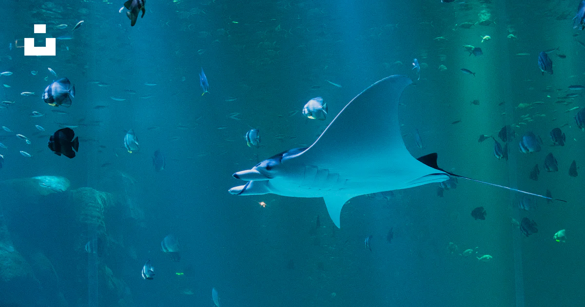 Mantarrayas Azules Foto Mantarraya azul nadando dentro de un gran acuario – Imagen Azul ...