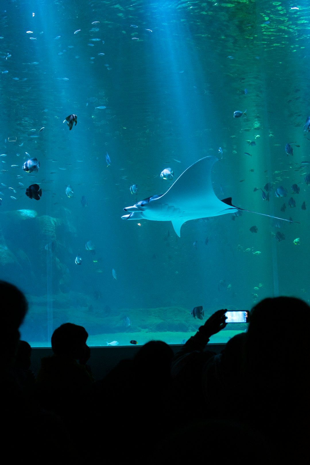 blue manta ray swimming inside a large aquarium