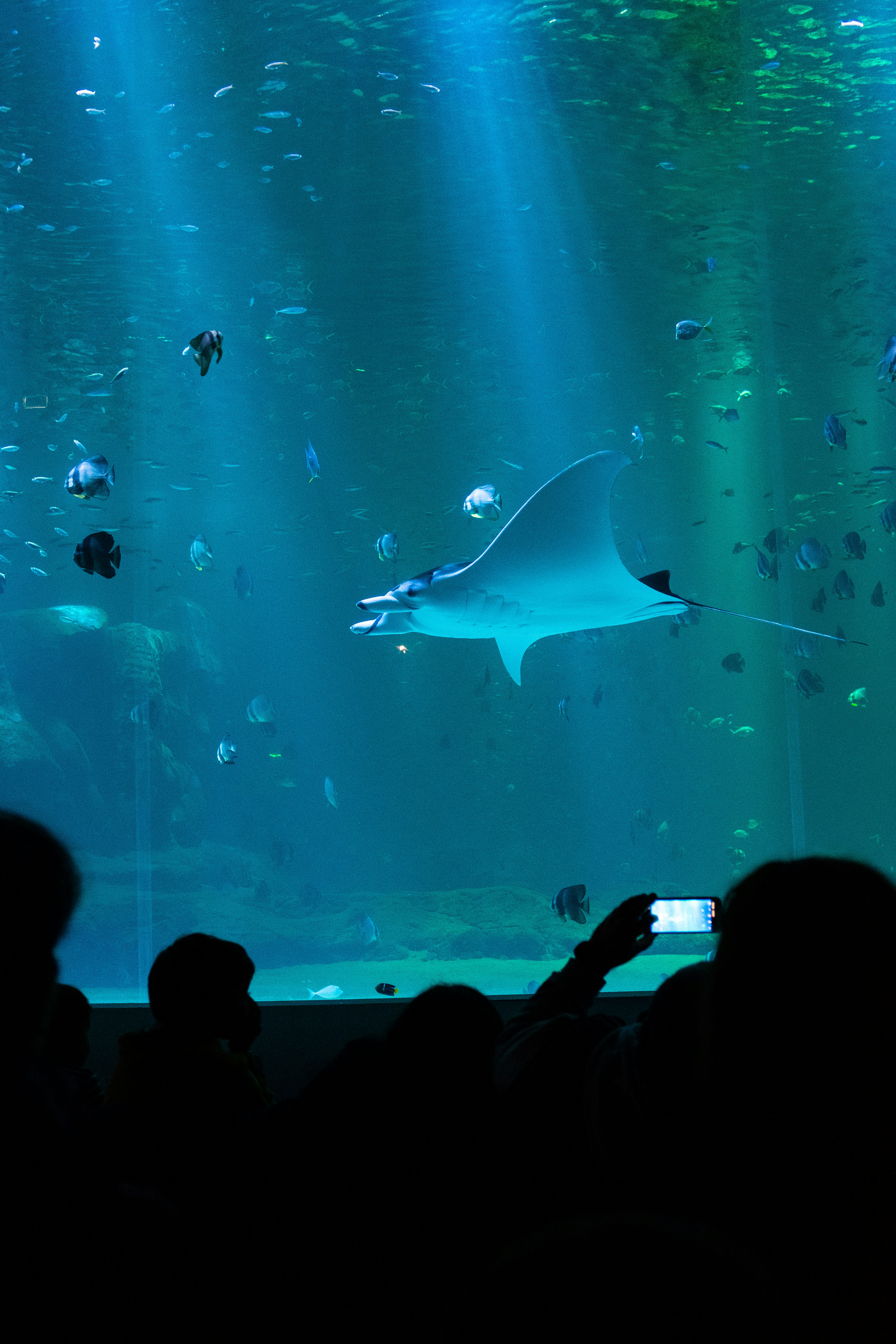 blue manta ray swimming inside a large aquarium