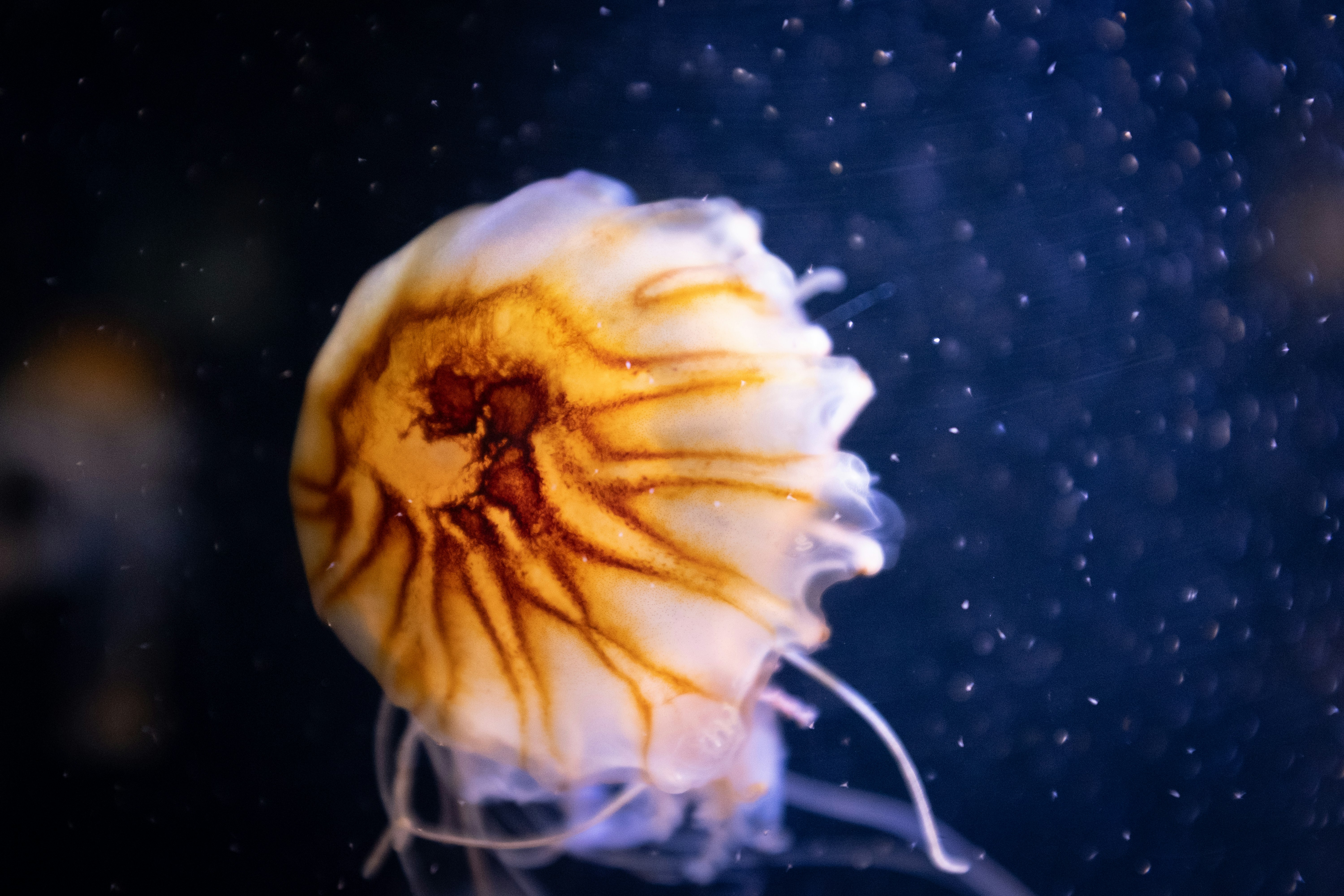 close up photography of white jelly fish