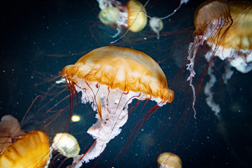 brown jelly fish wallpaper