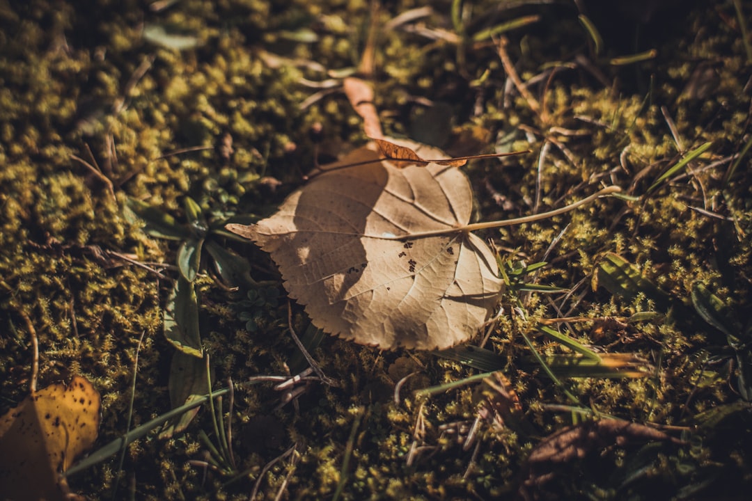 brown leaf