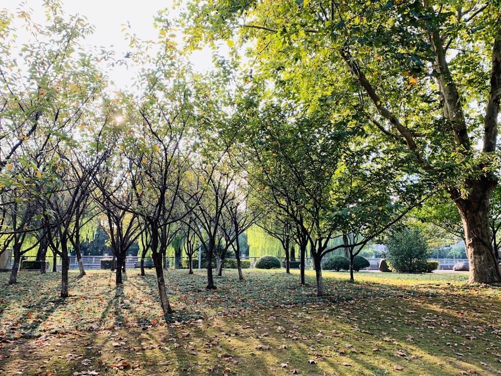 green-leafed trees