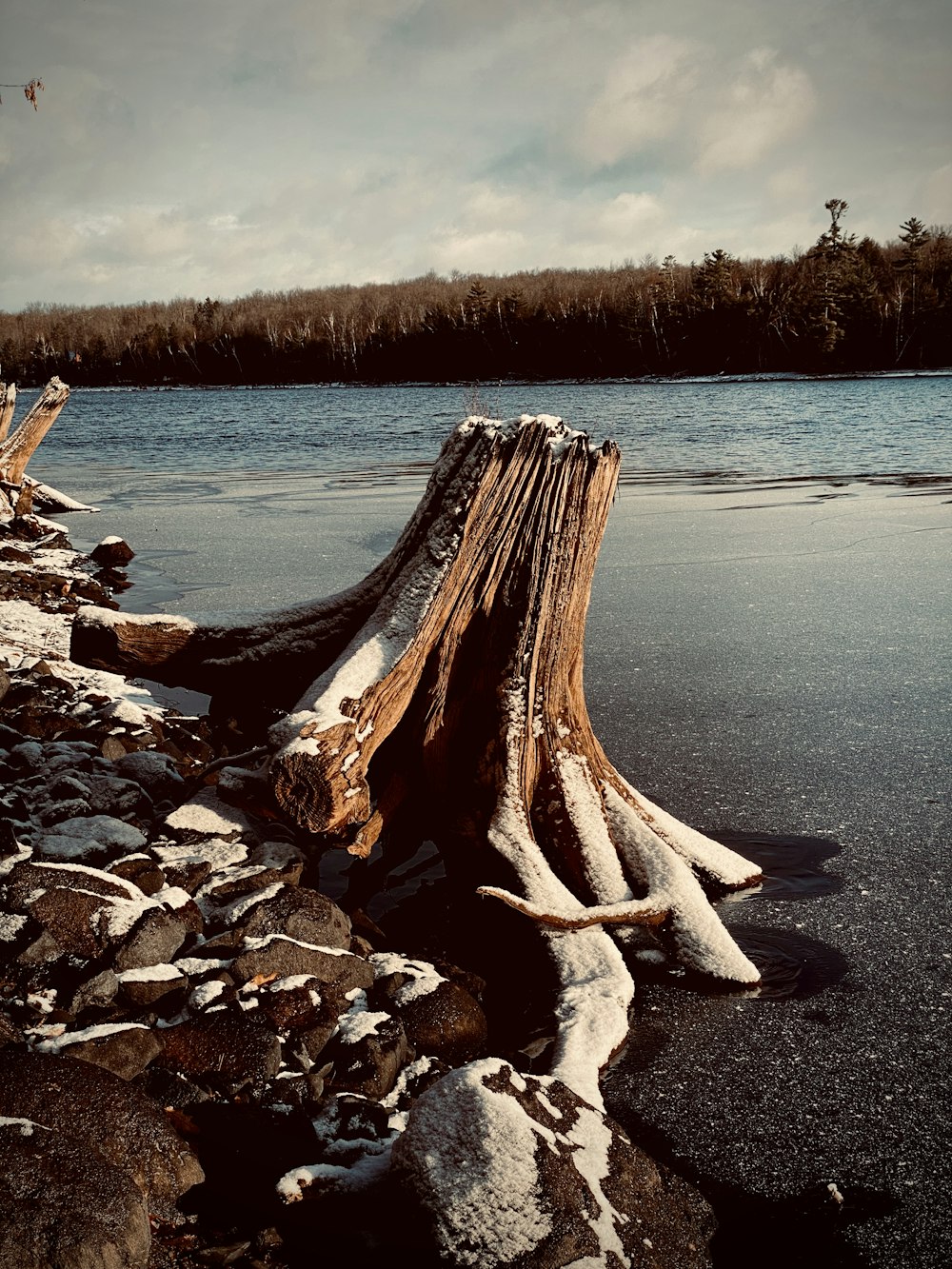 brown cut tree on water near shore