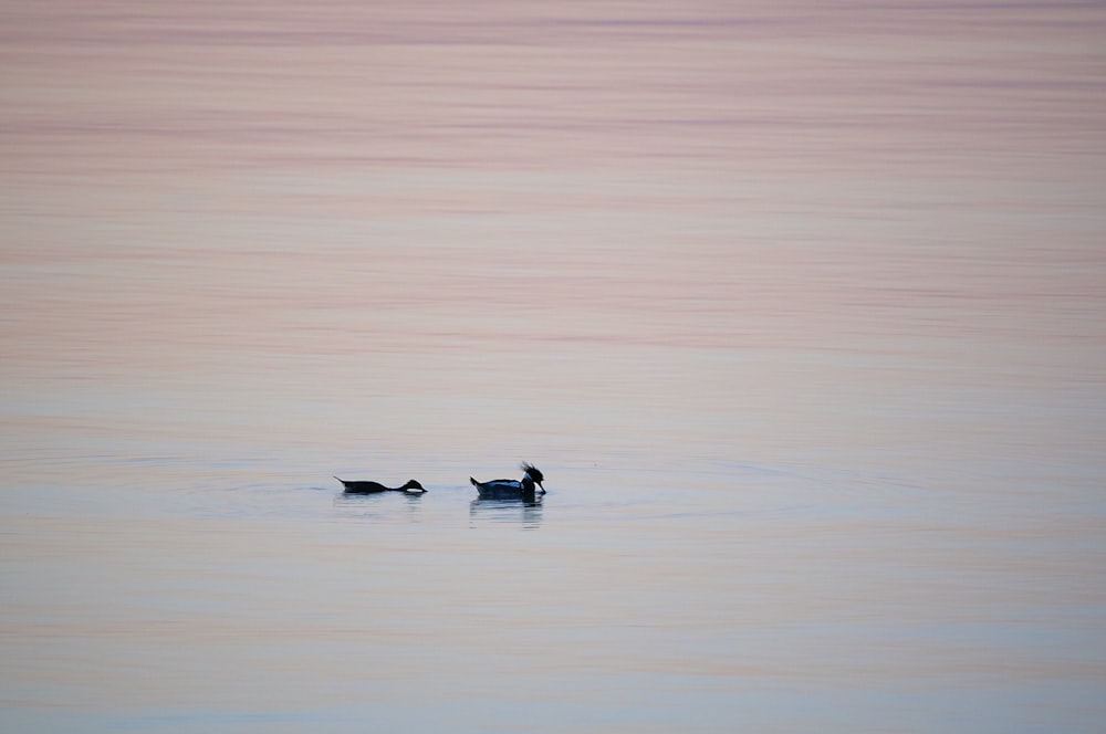 two black ducks on body of water