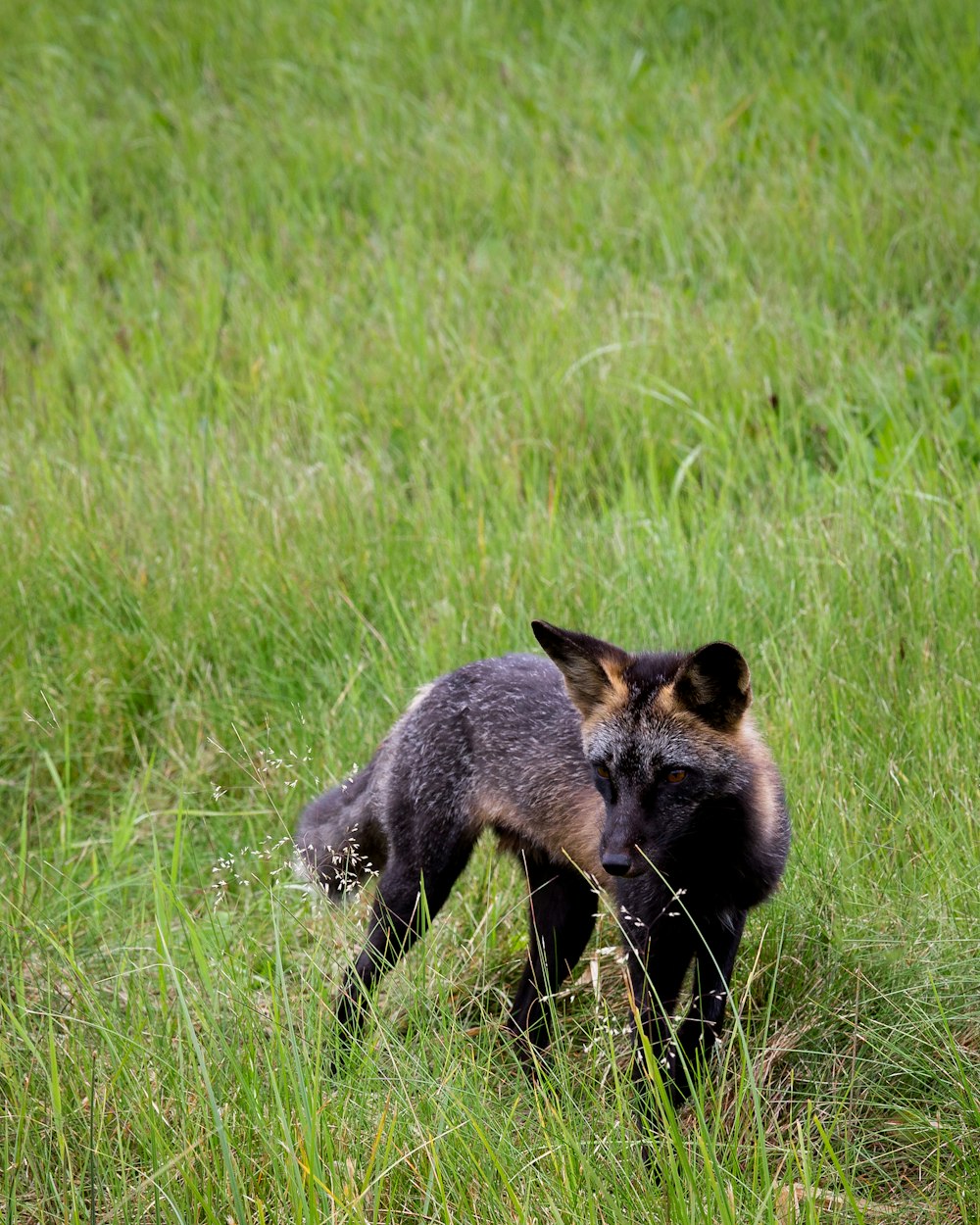 shallow focus photo of short-coated black and brown dog