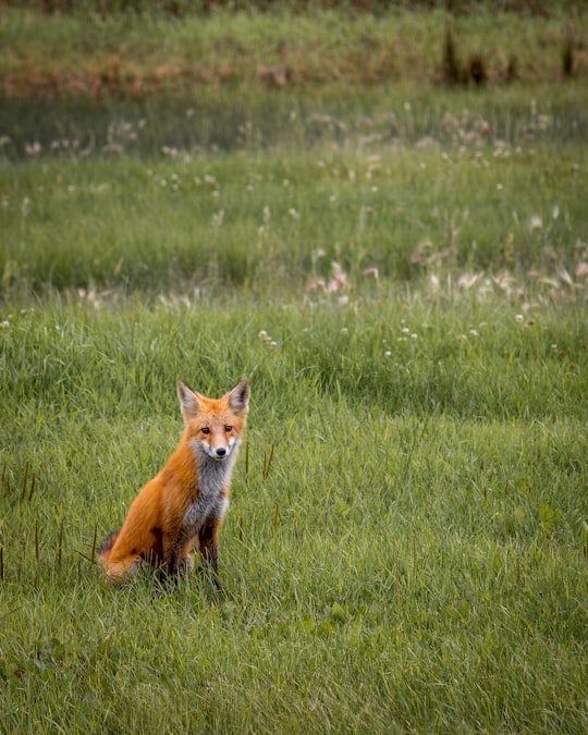 red fox sitting in green grass field in Dawson Creek Canada