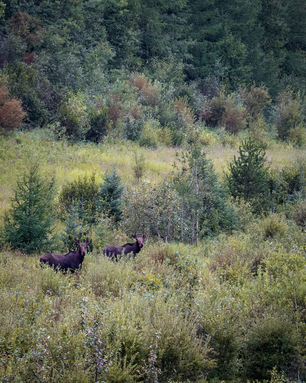 black animals near green trees