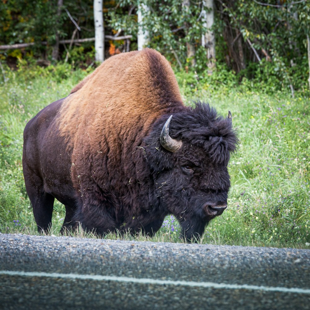 adult bison on grass during day