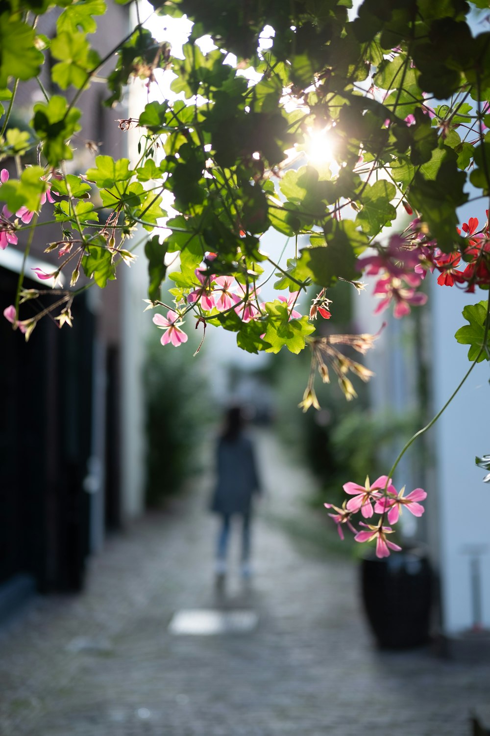 green-leafed pink-petaled flowering plant