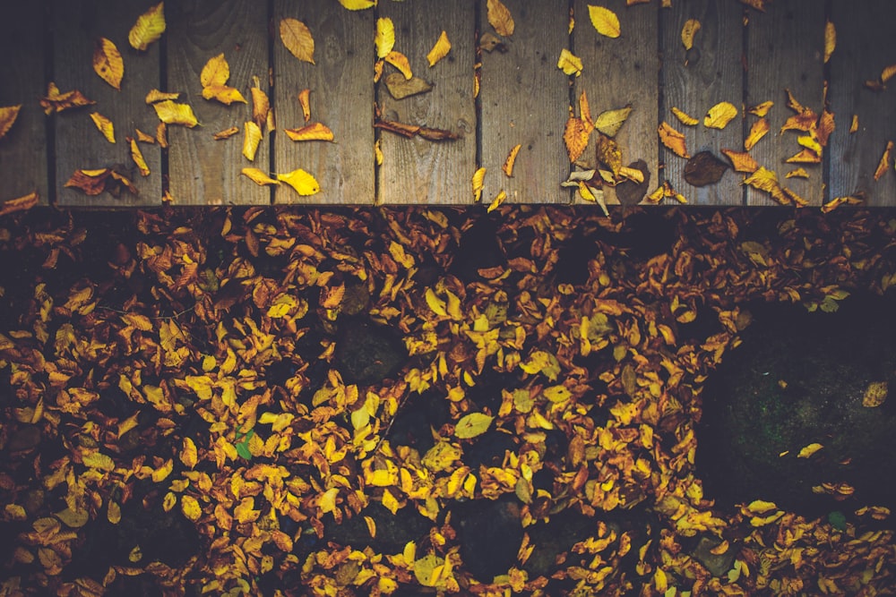 green withered leaves on the ground