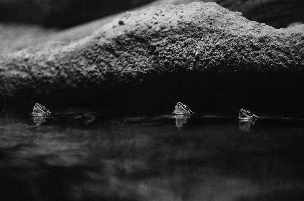 grayscale photo of insects float on water