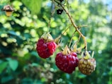 selective focus photography of red and green fruits