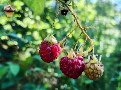 selective focus photography of red and green fruits
