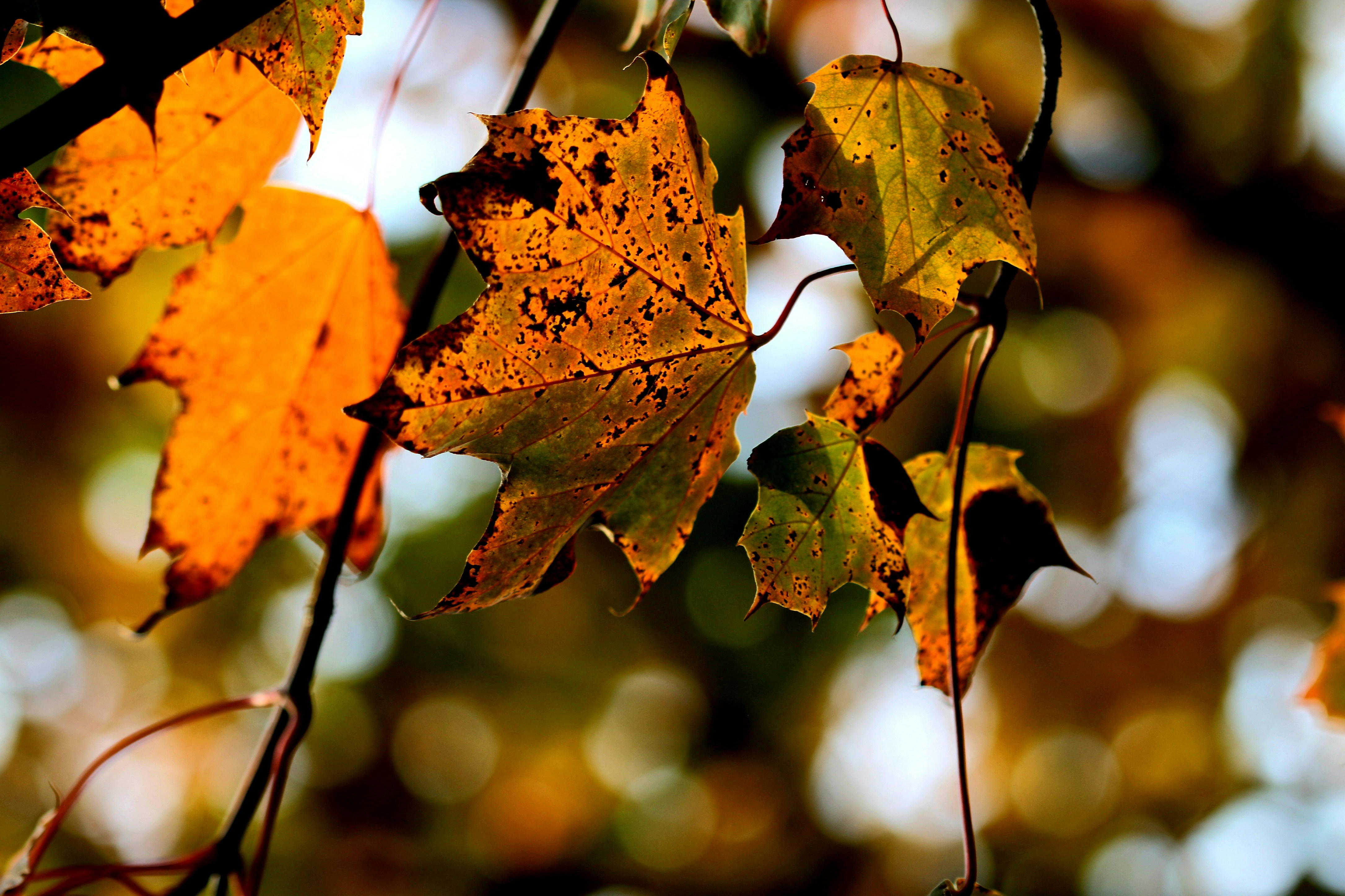 Photo by richardworks