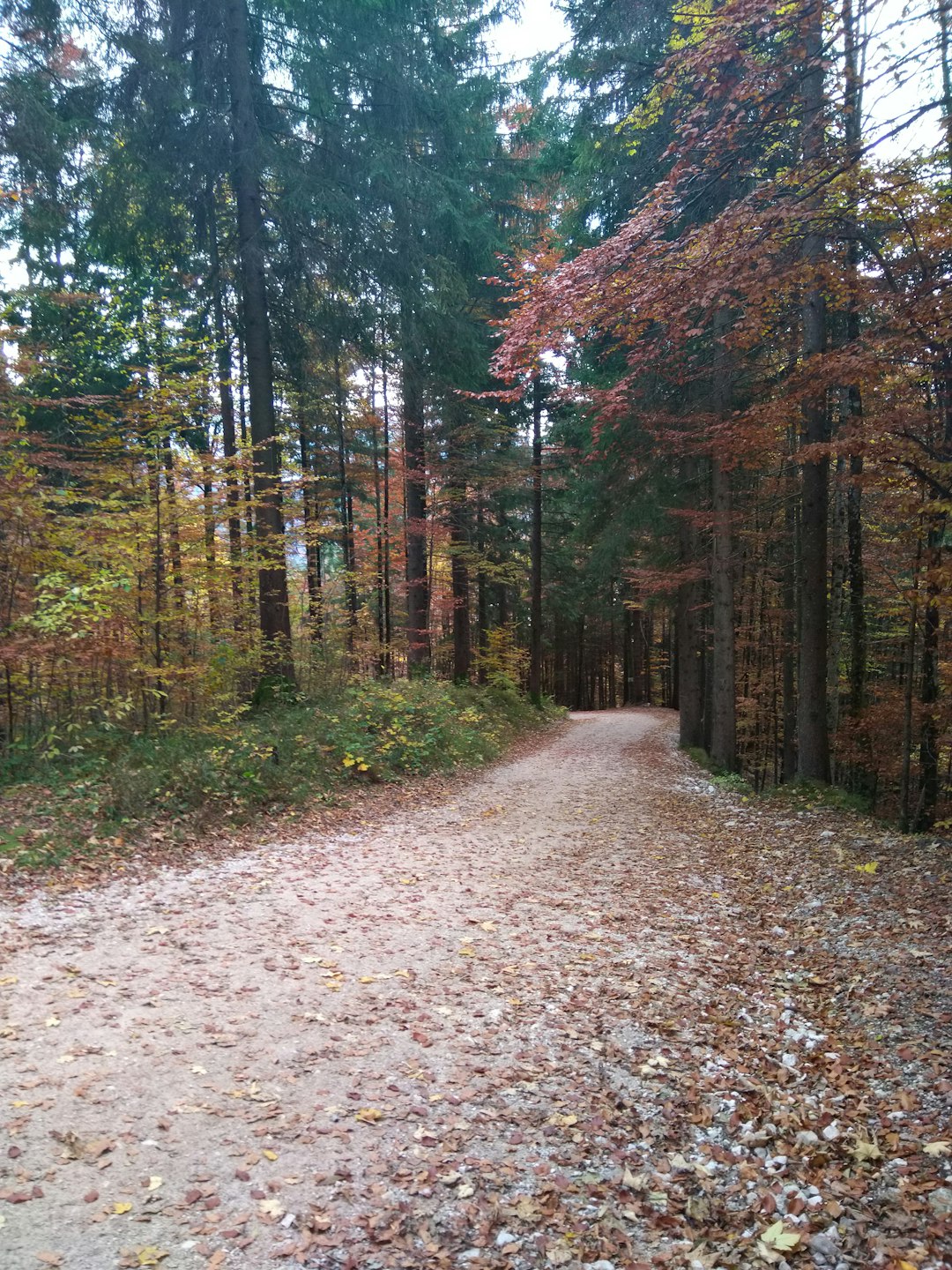 Forest photo spot Neuschwansteinstraße Breitachklamm