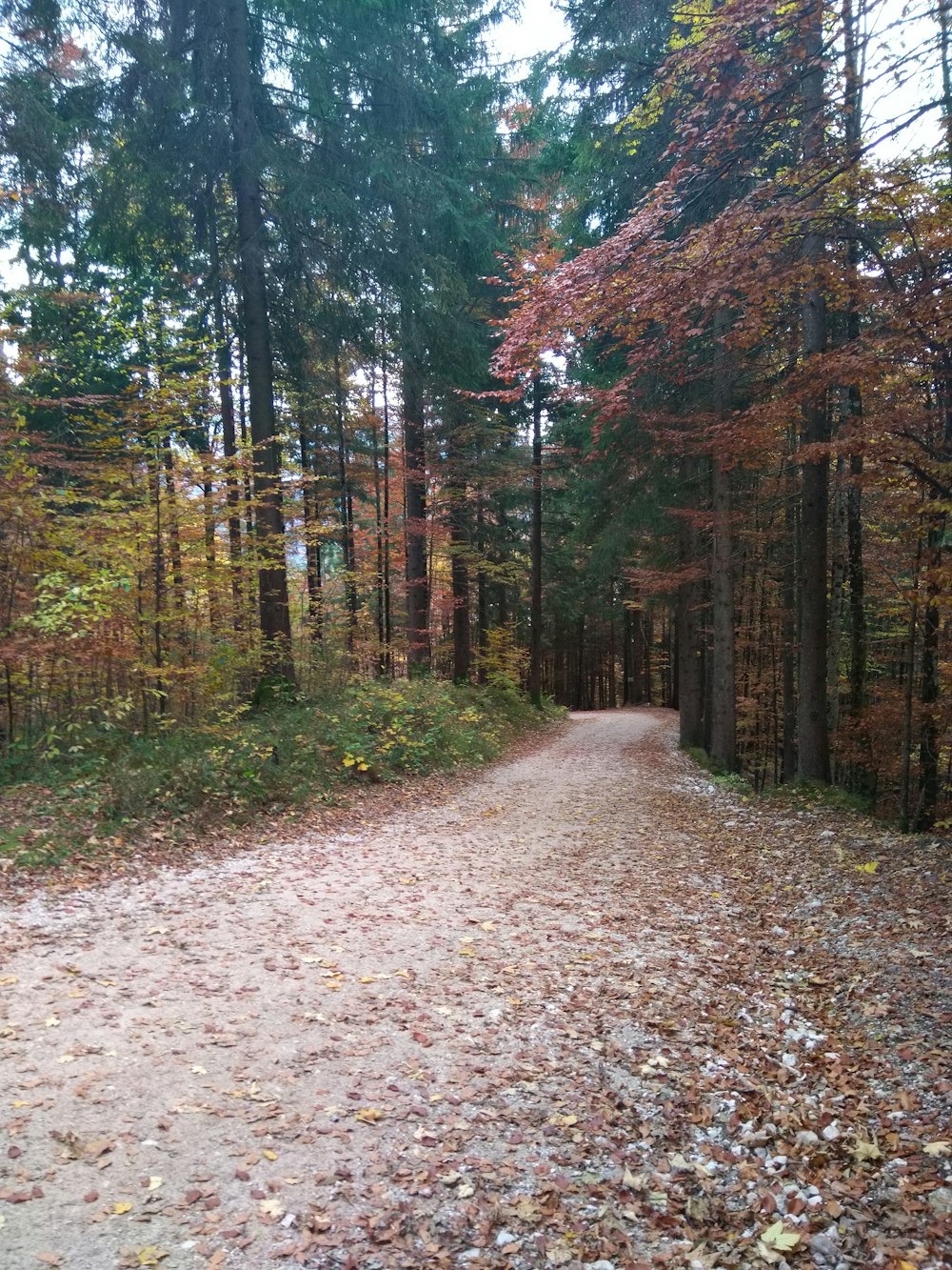 pathway in middle of forest