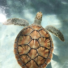 brown turtle swimming in water