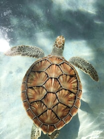 brown turtle swimming in water