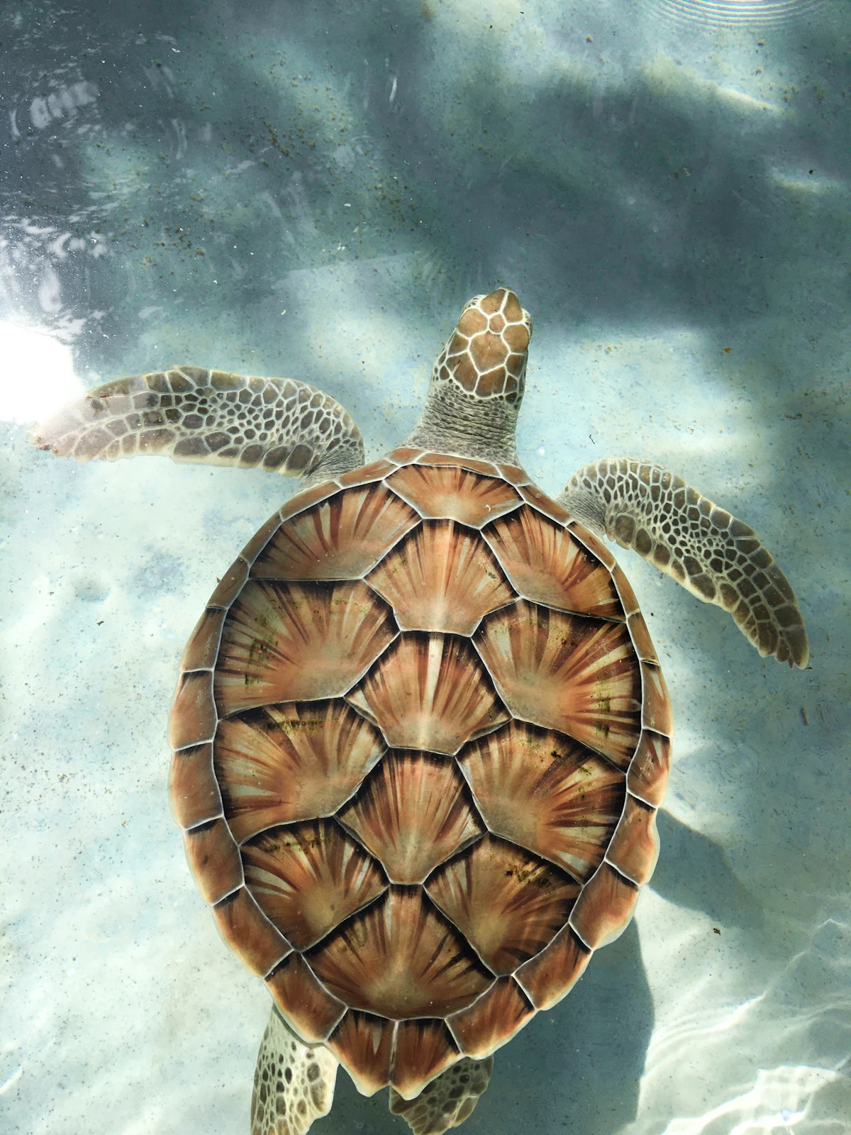 Serangan Island Sea Turtle Conservation & Mangrove Clean-up Patrol