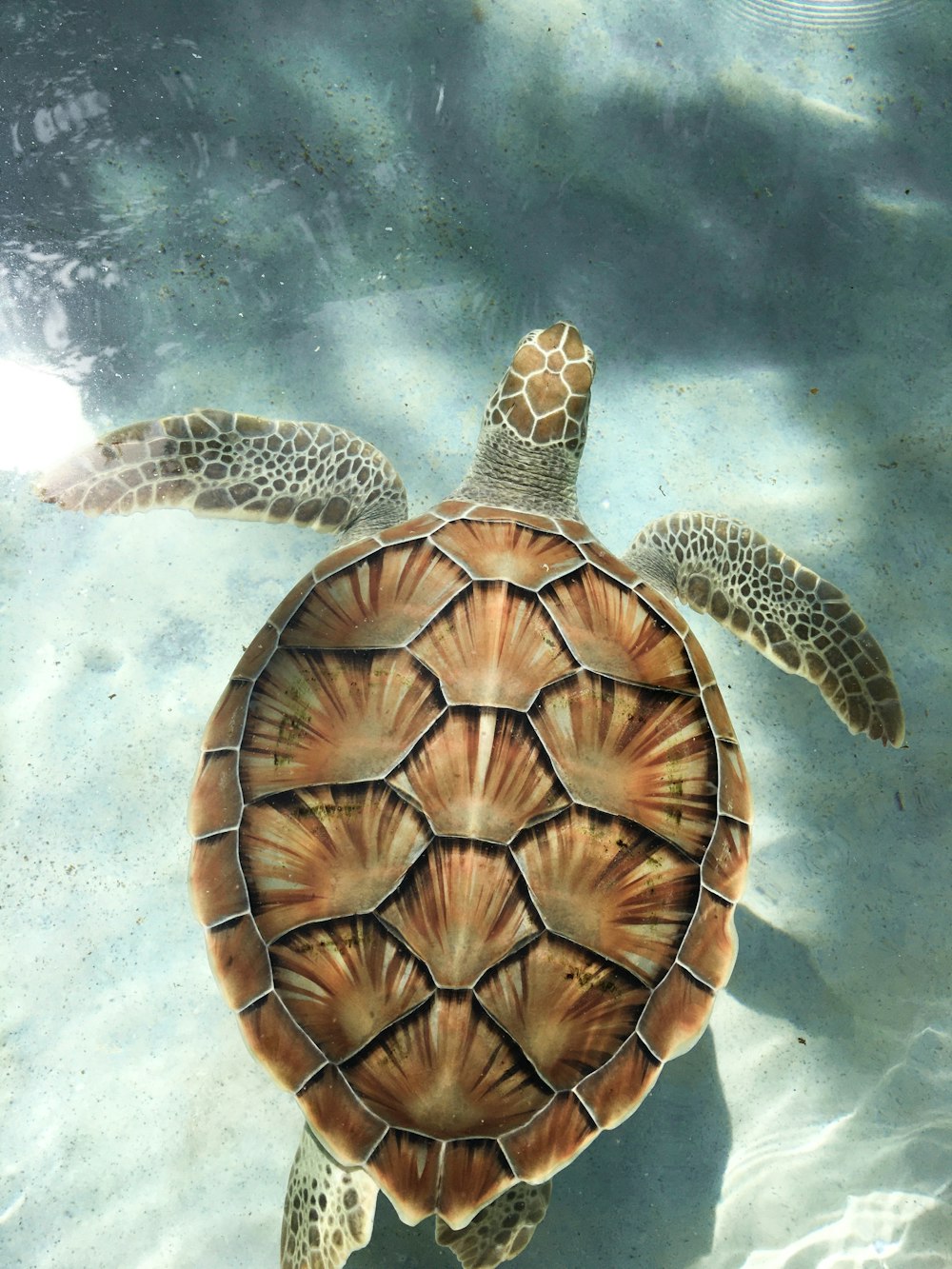 Braune Schildkröte schwimmt im Wasser