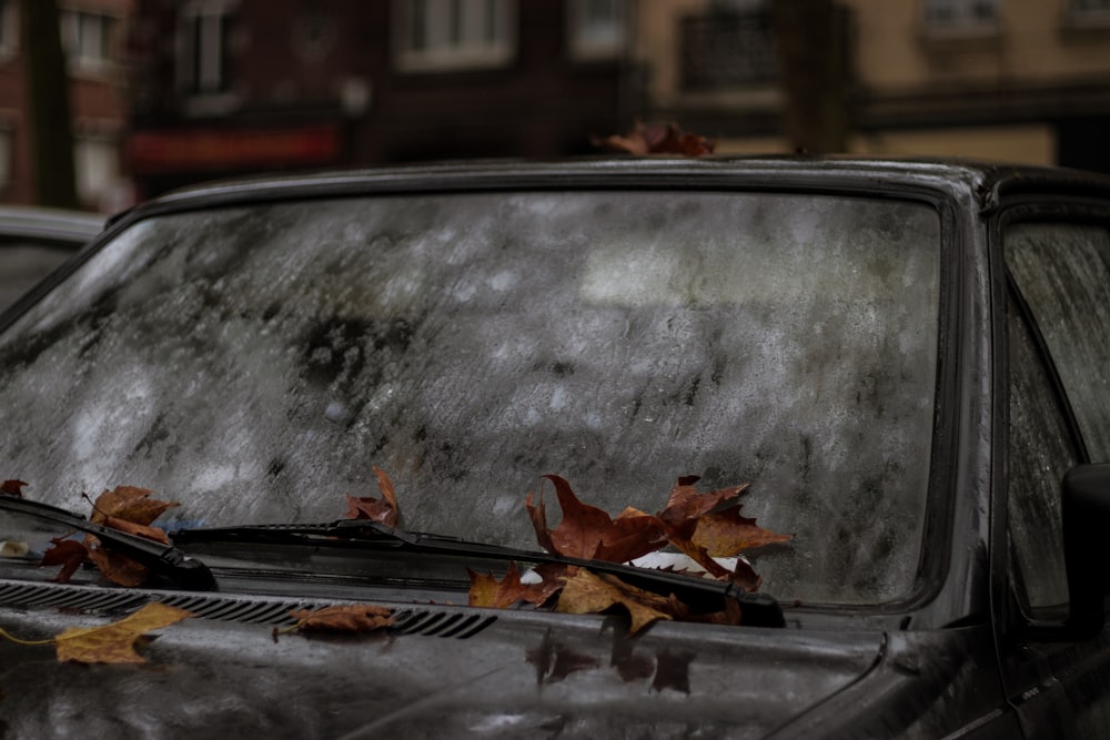 maple leaves on black car