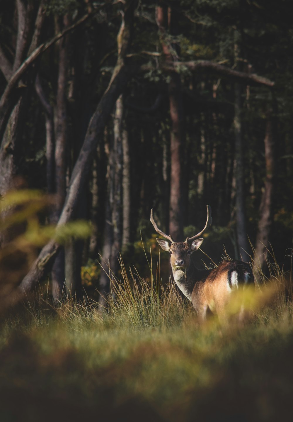 brown deer in forest trees
