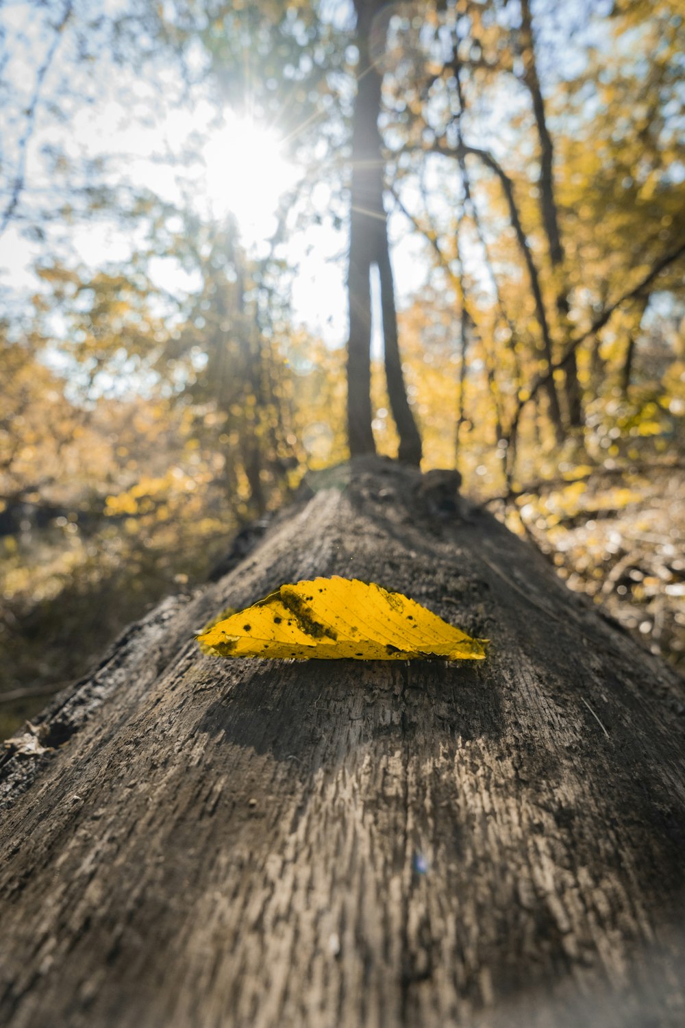 yellow leaf photograph