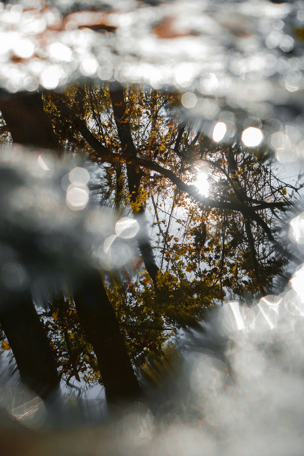 水たまりに映る樹木の反射のセレクティブフォーカス撮影