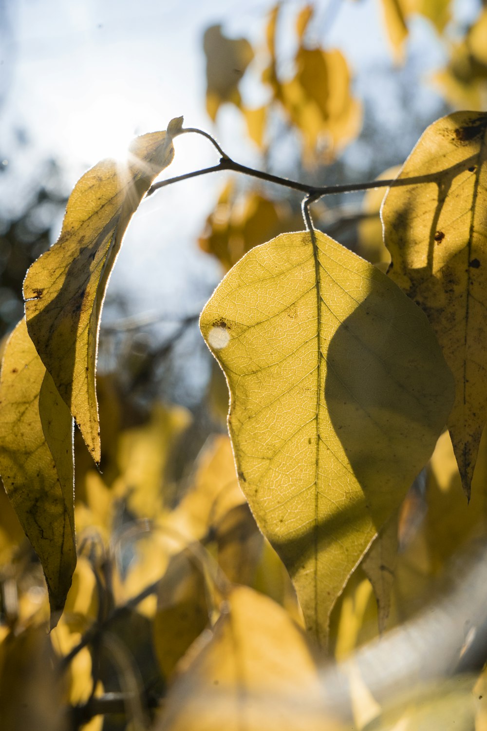 closeup photography of yellow leaf
