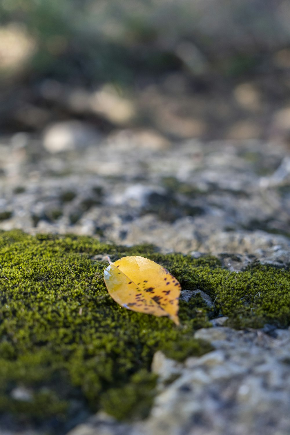 노란 마른 잎 사진