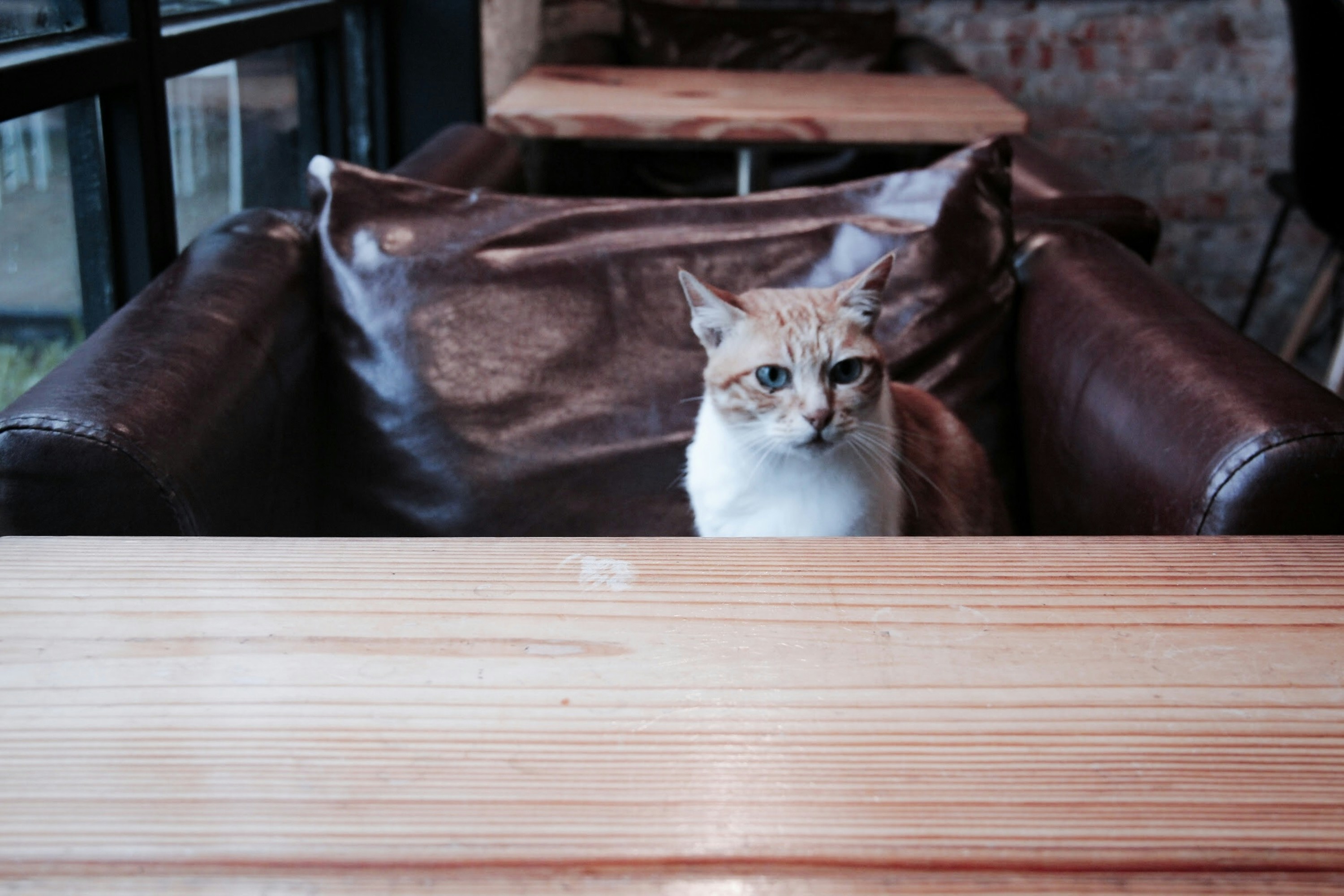 Cat & Craft Cafe