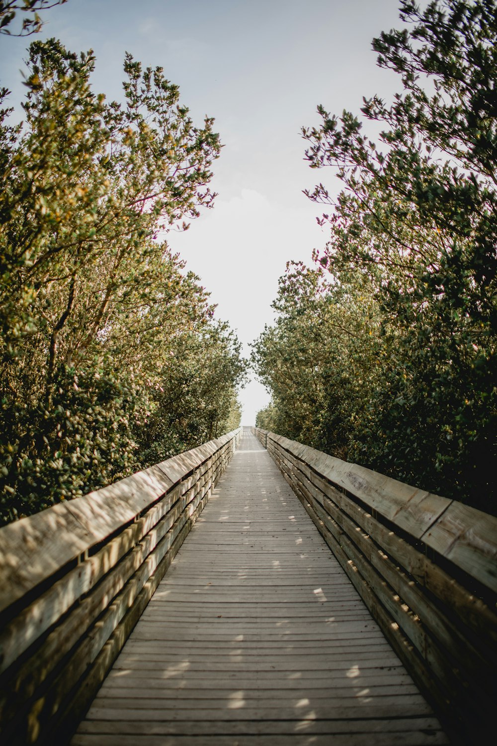 pathway in forest