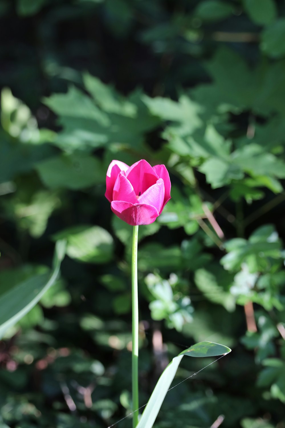 close up photography of pink petaled flower