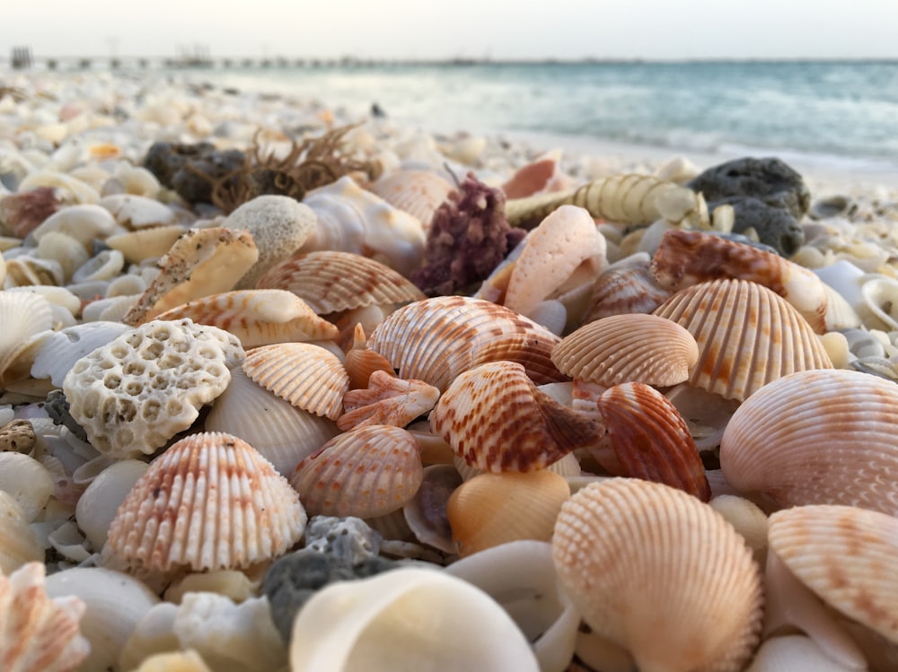 brown and beige shells during daytime