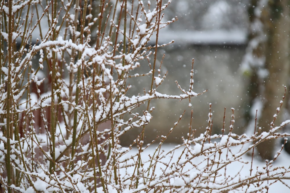 snow covered bare tree