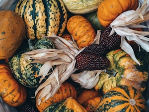 A collection of assorted gourds and decorative Indian corn with vibrant colors and varied textures. The gourds display a mix of orange, green, and yellow hues with unique stripes and spots. The Indian corn has deep burgundy kernels and dried husks, adding autumnal accents to the composition.