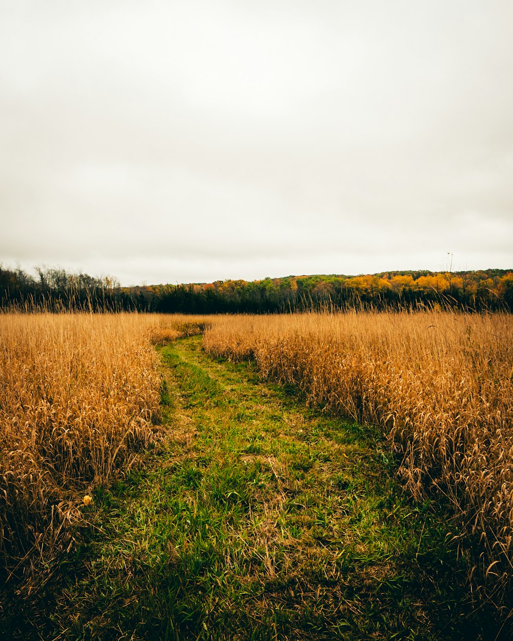 brown grassy field